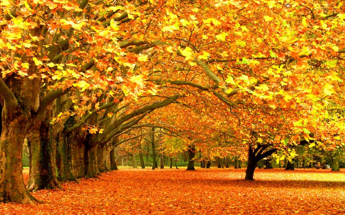 Деревья,Листья,Осень,Пейзаж