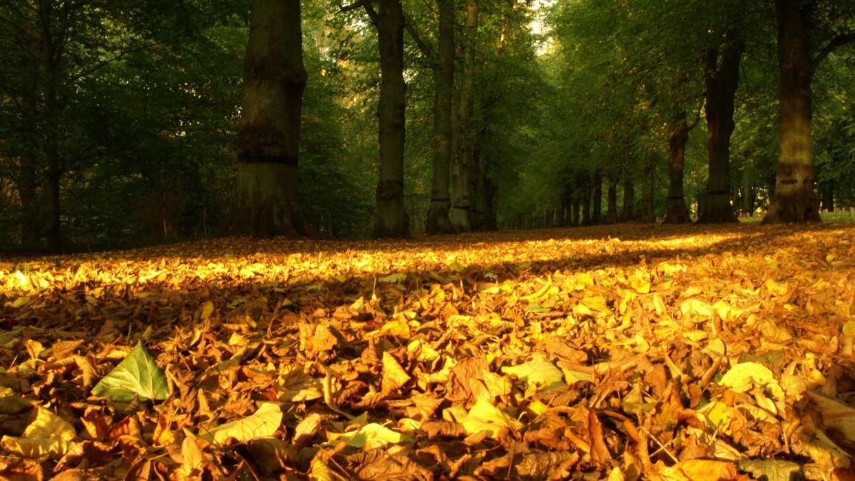 Деревья,Листья,Осень,Пейзаж