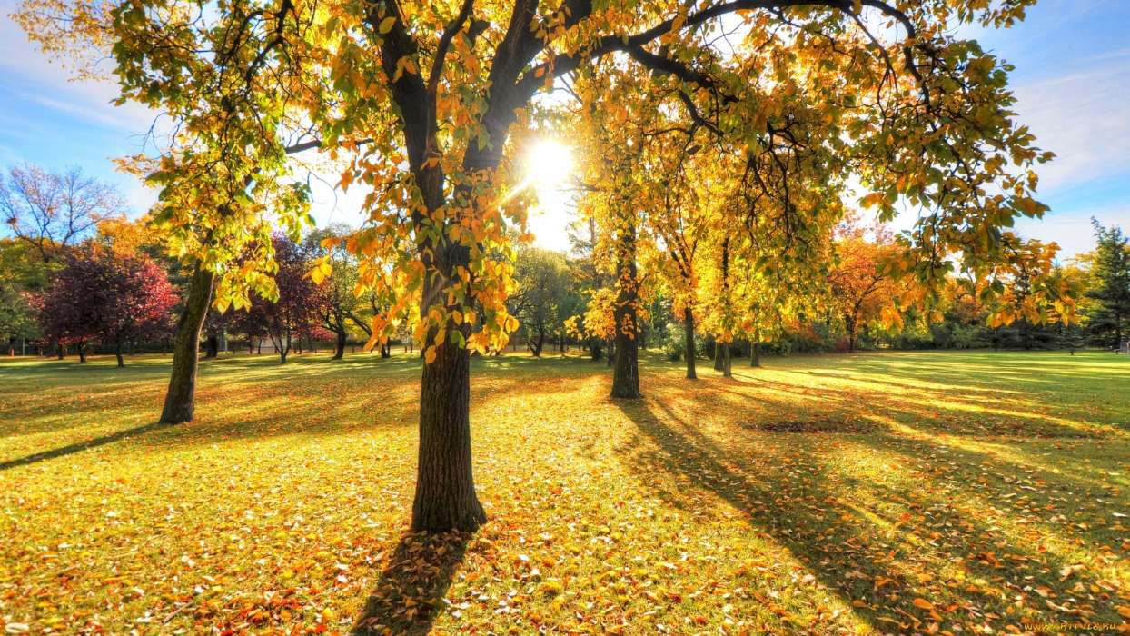 Деревья, Листья, Осень, Пейзаж, Солнце