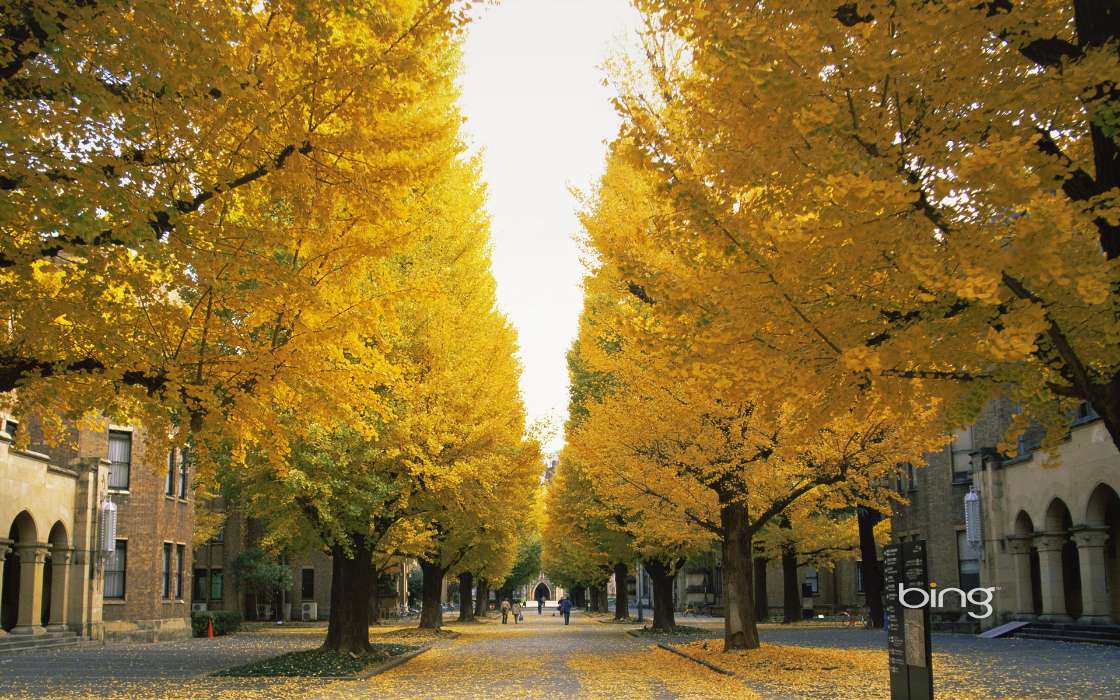 Деревья, Листья, Осень, Пейзаж, Улицы