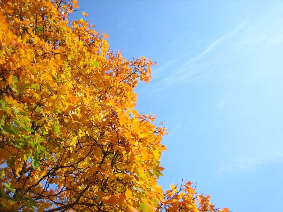 Деревья, Осень, Растения