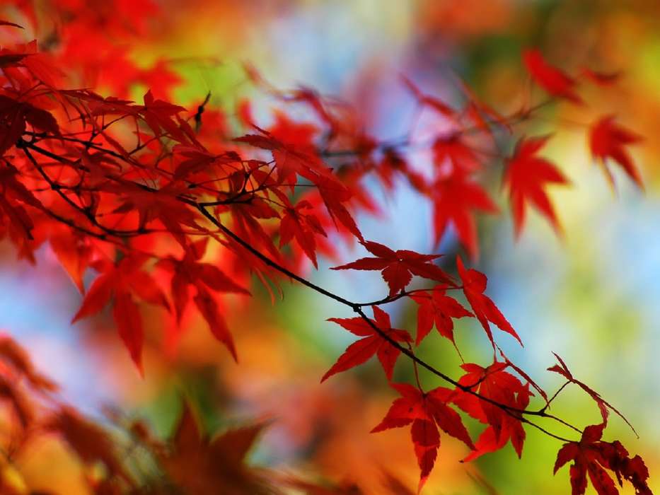 Деревья, Листья, Осень, Растения