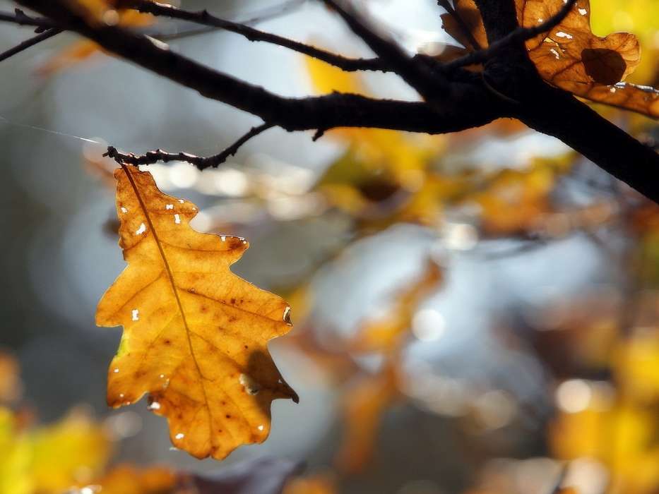 Деревья, Листья, Осень, Растения