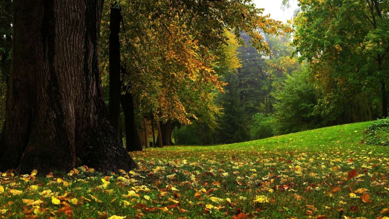 Деревья,Осень,Пейзаж