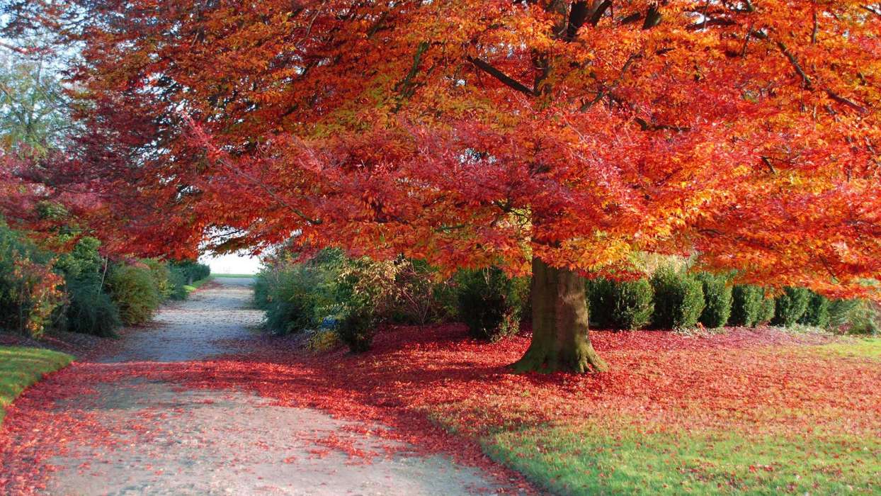 Деревья,Осень,Пейзаж