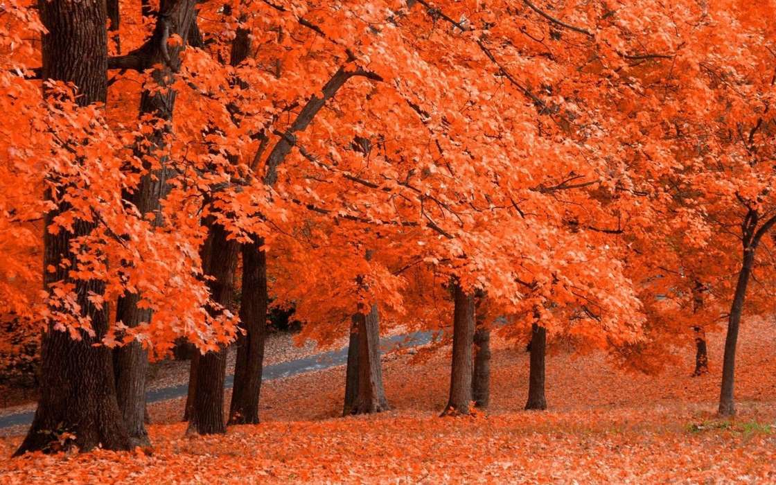 Деревья, Осень, Пейзаж