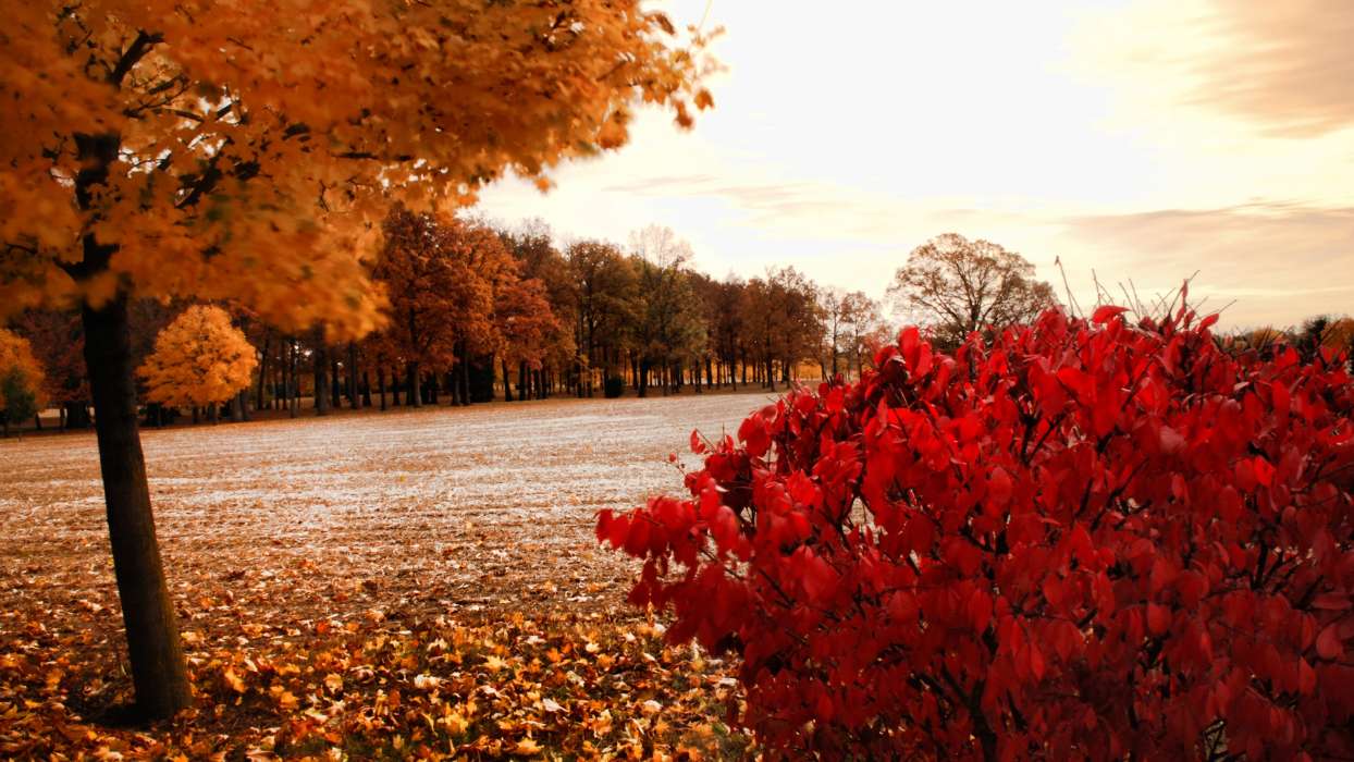 Деревья, Осень, Пейзаж, Поля