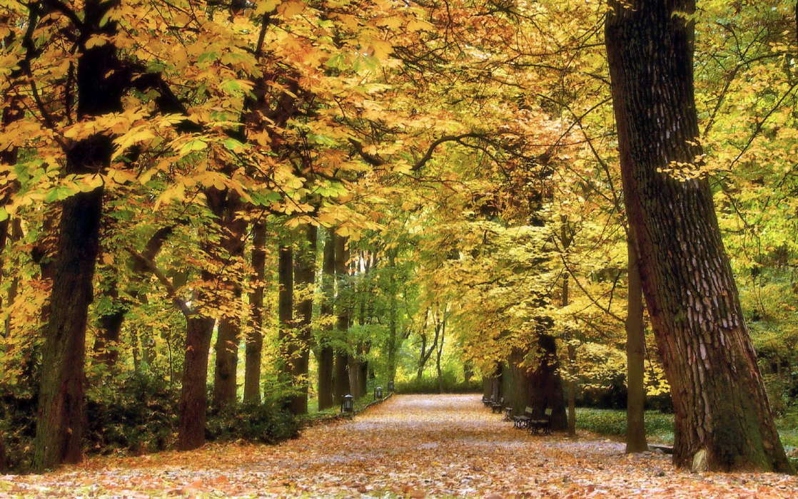 Деревья,Осень,Пейзаж,Природа