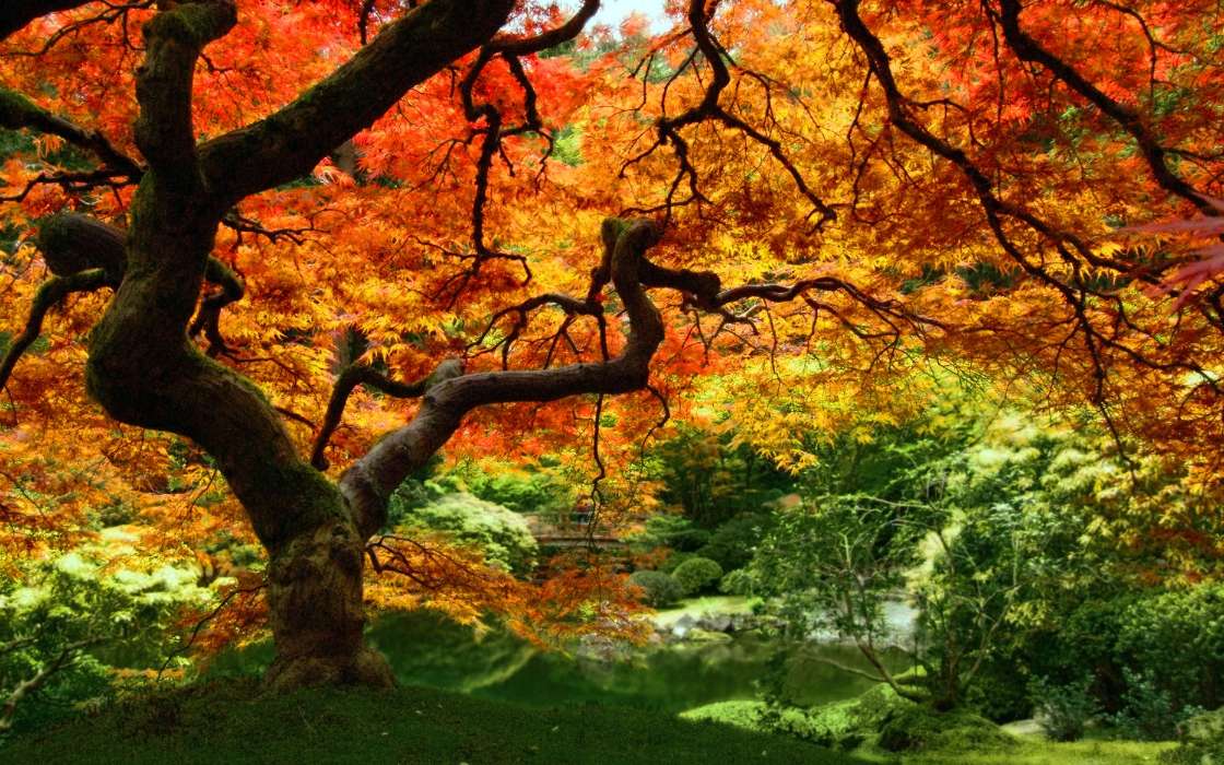 Деревья, Осень, Пейзаж, Растения