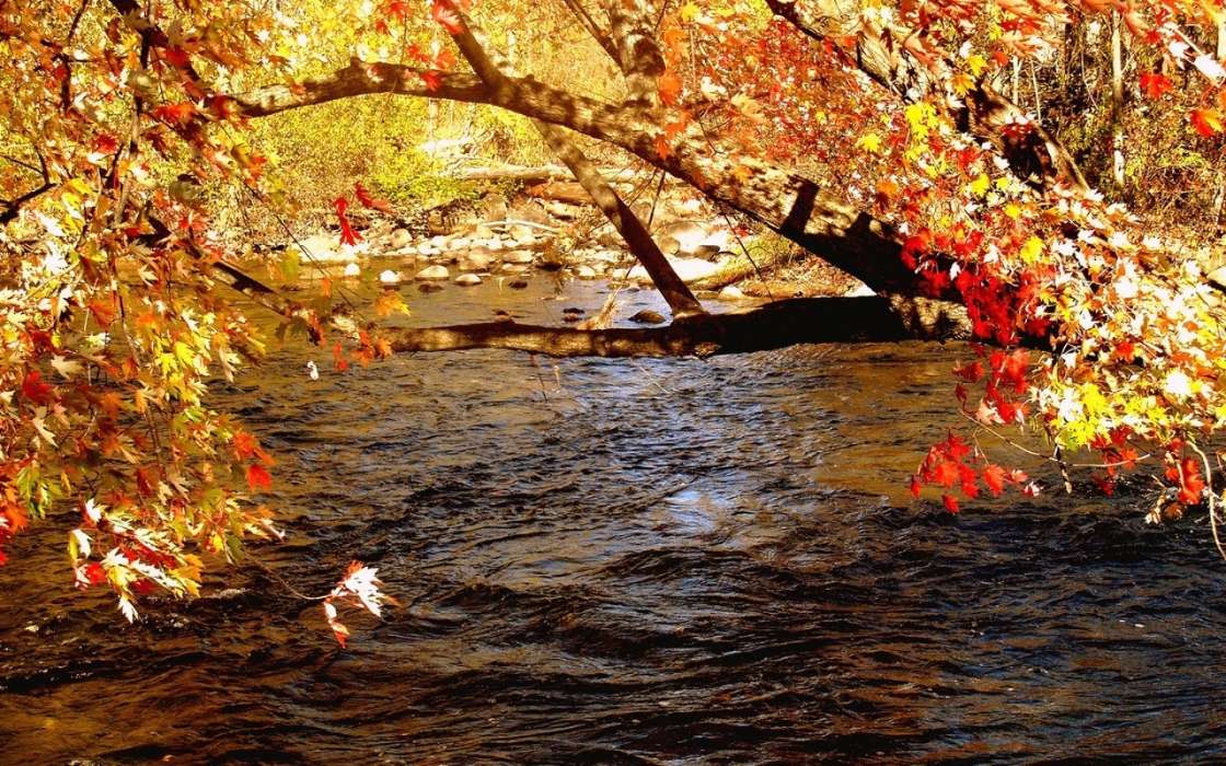 Деревья, Осень, Пейзаж, Река