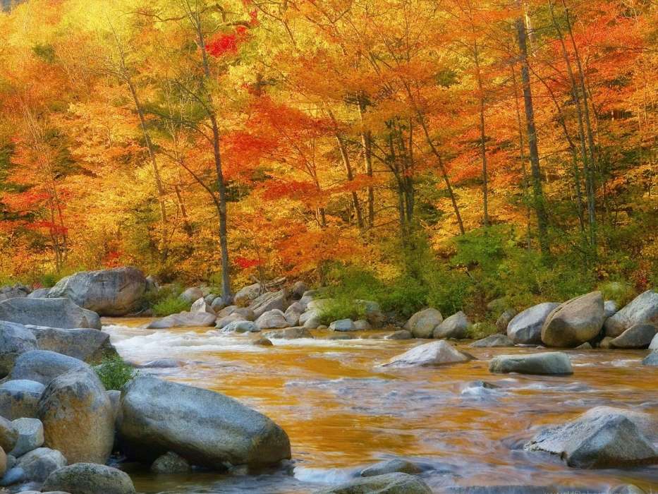 Деревья, Осень, Пейзаж, Река