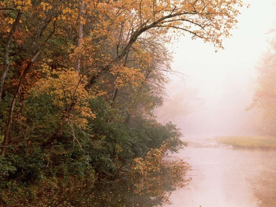 Деревья,Осень,Пейзаж,Река