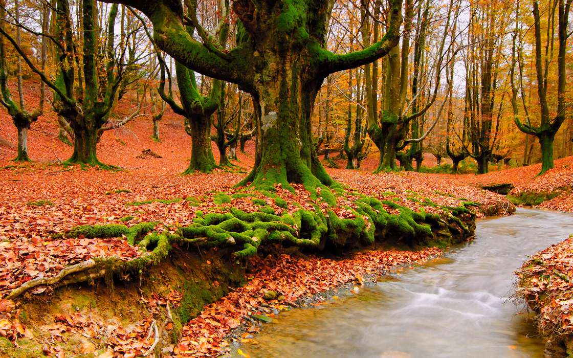 Деревья,Осень,Пейзаж,Река