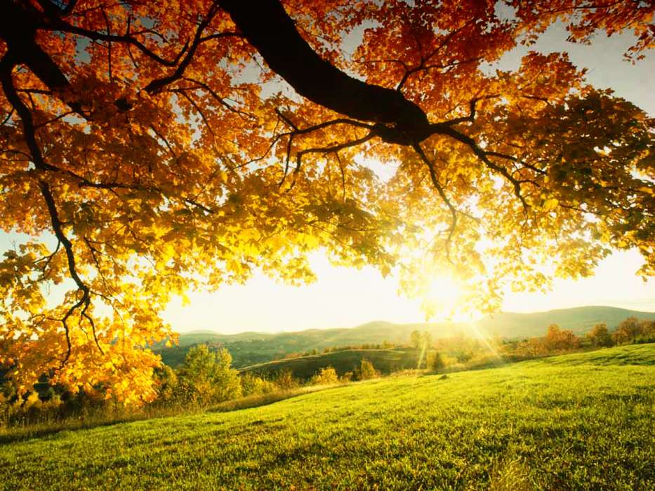 Деревья, Осень, Пейзаж, Солнце