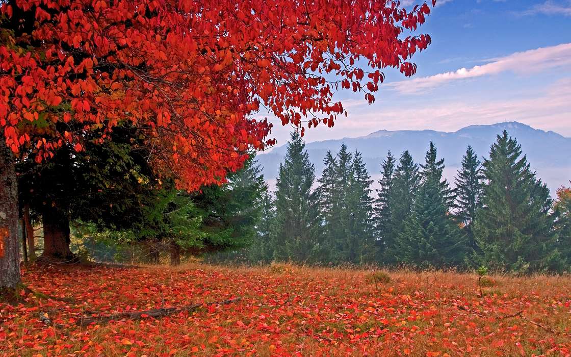 Деревья,Осень,Праздники