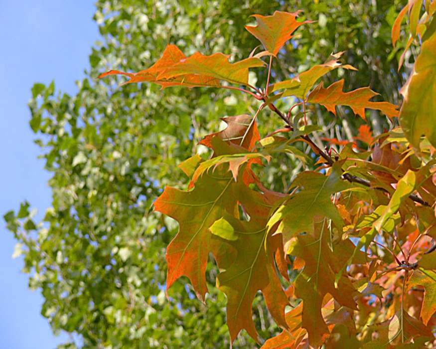 Деревья, Листья, Осень, Пейзаж