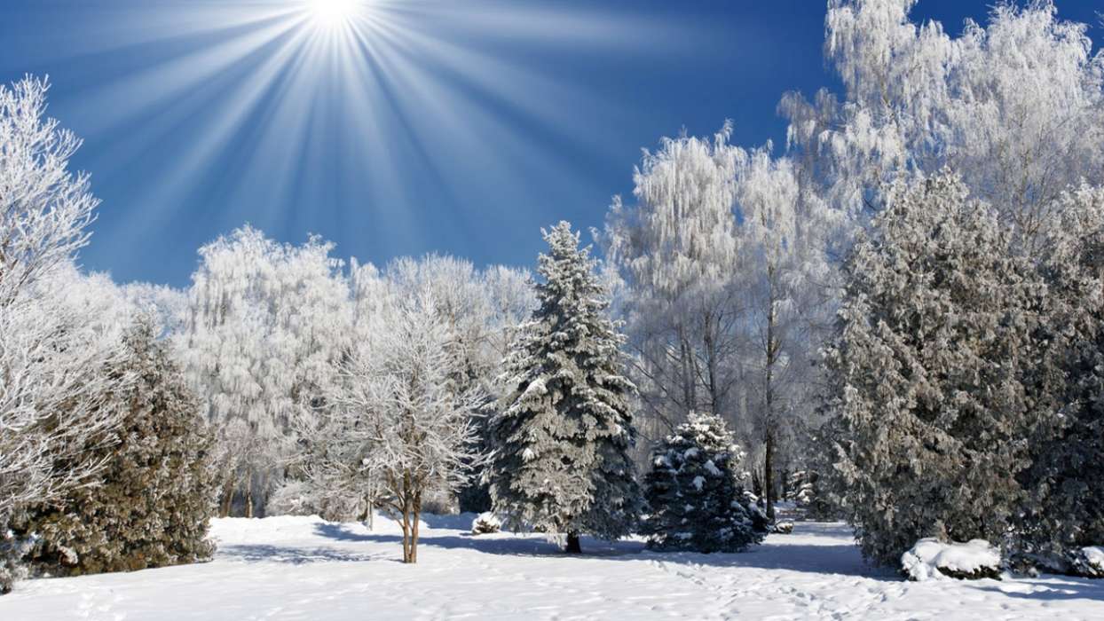 Деревья,Пейзаж,Природа,Снег,Зима
