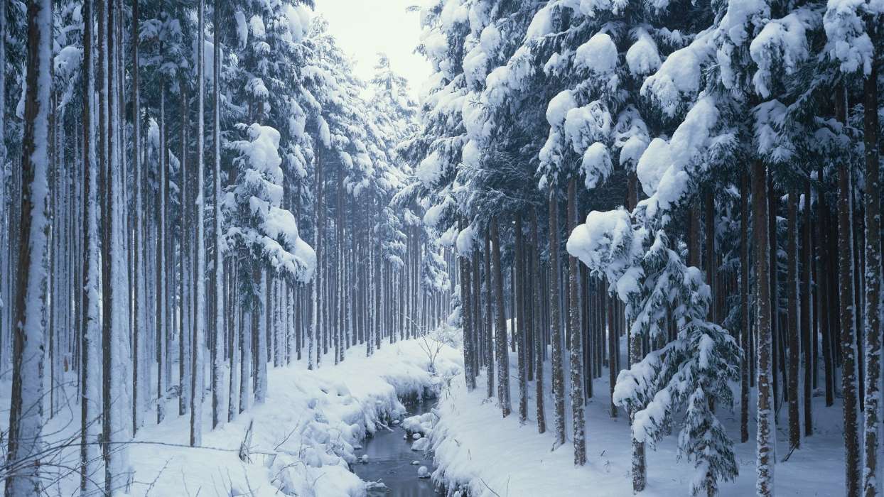 Деревья, Пейзаж, Река, Снег, Зима