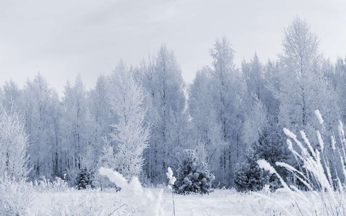 Деревья, Пейзаж, Снег