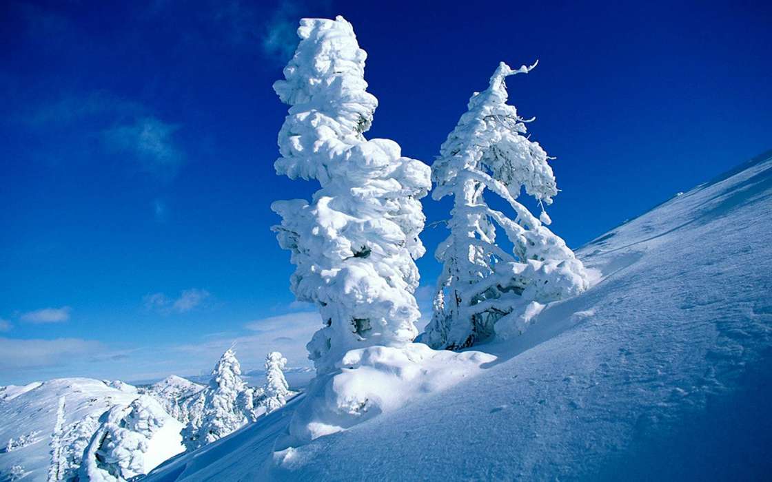 Деревья,Пейзаж,Снег