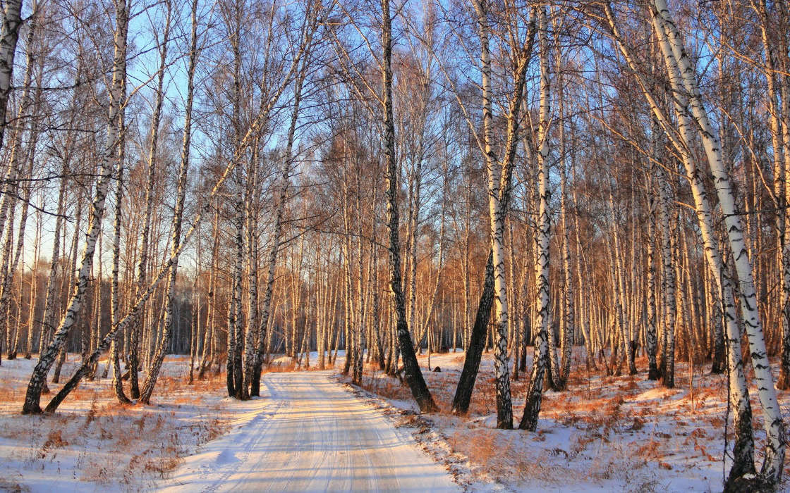 Деревья,Пейзаж,Снег