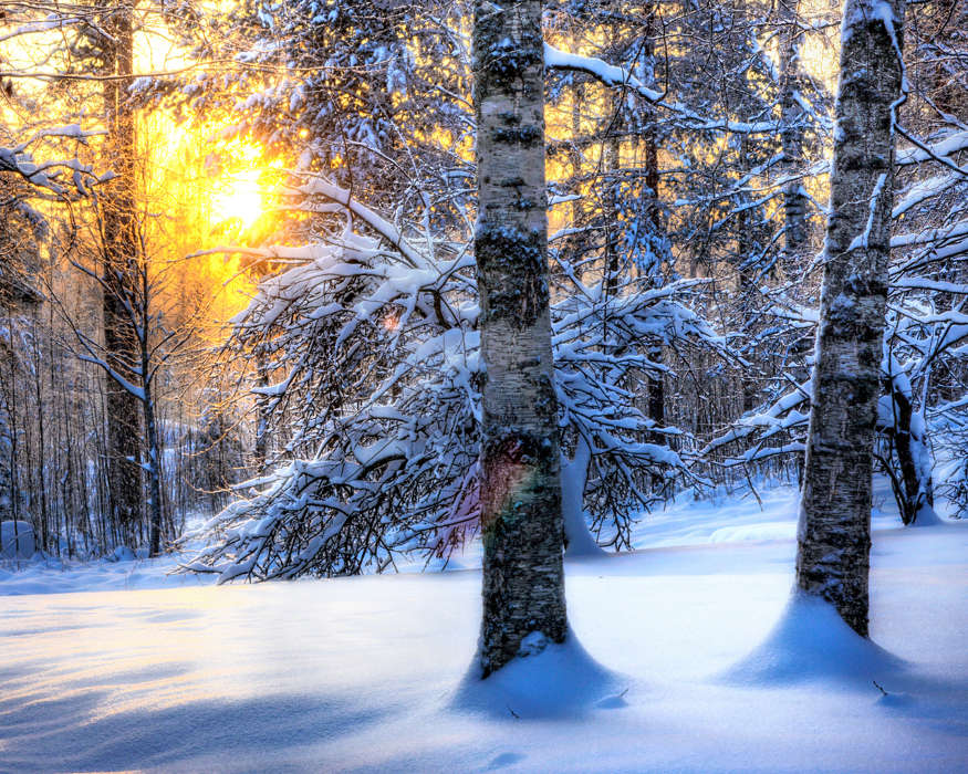 Деревья, Пейзаж, Снег, Солнце, Зима