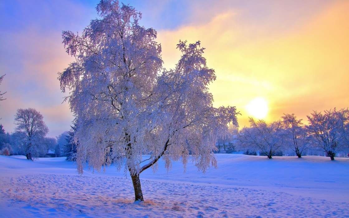 Деревья, Пейзаж, Снег, Закат, Зима
