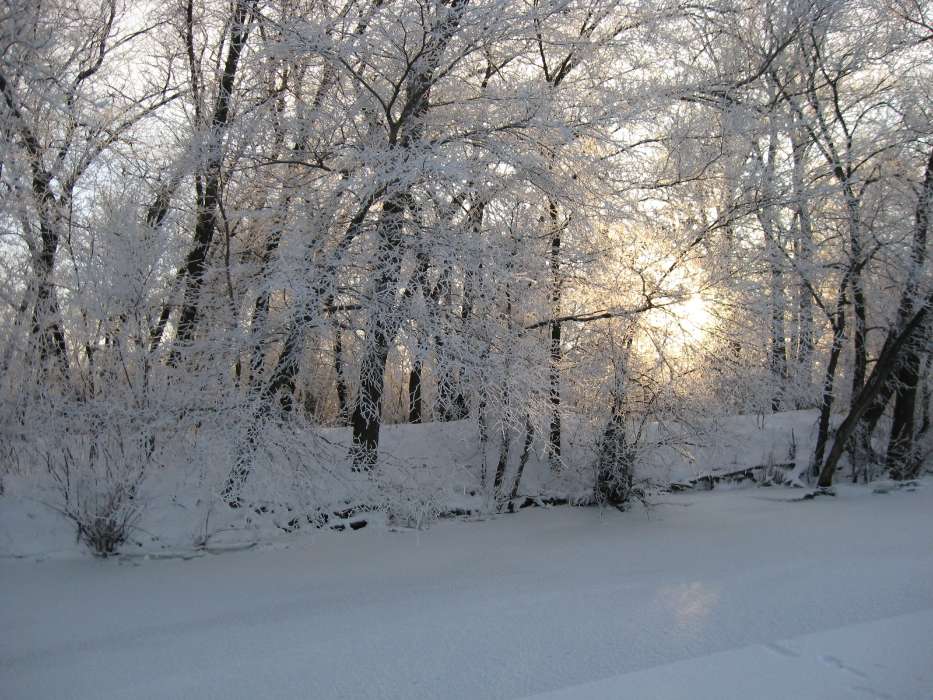 Деревья, Пейзаж, Снег, Зима