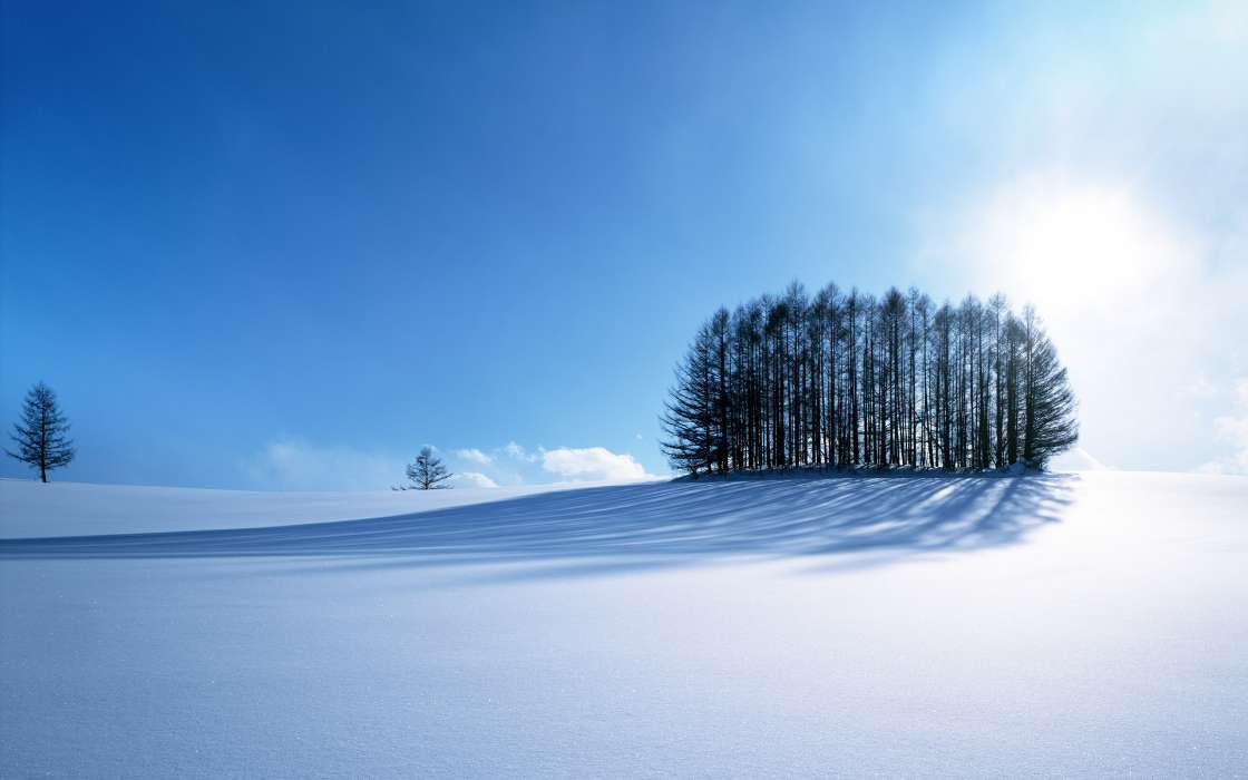 Деревья,Пейзаж,Снег,Зима