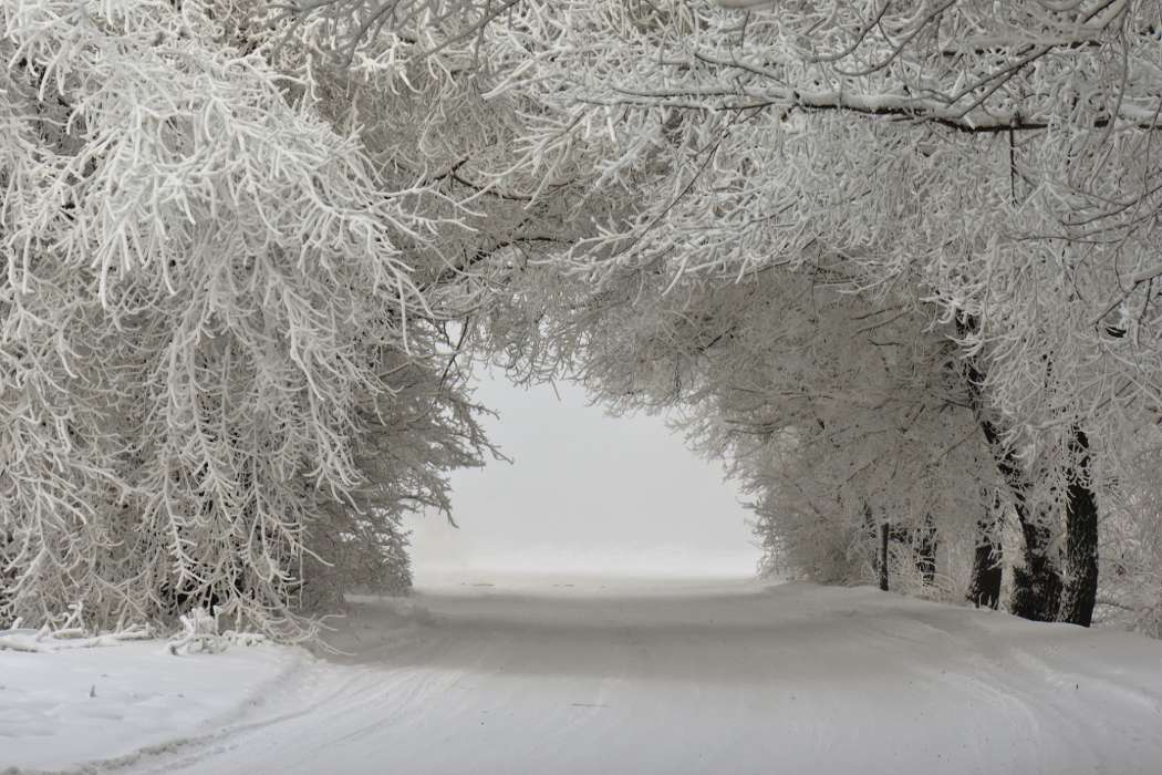Деревья,Пейзаж,Снег,Зима