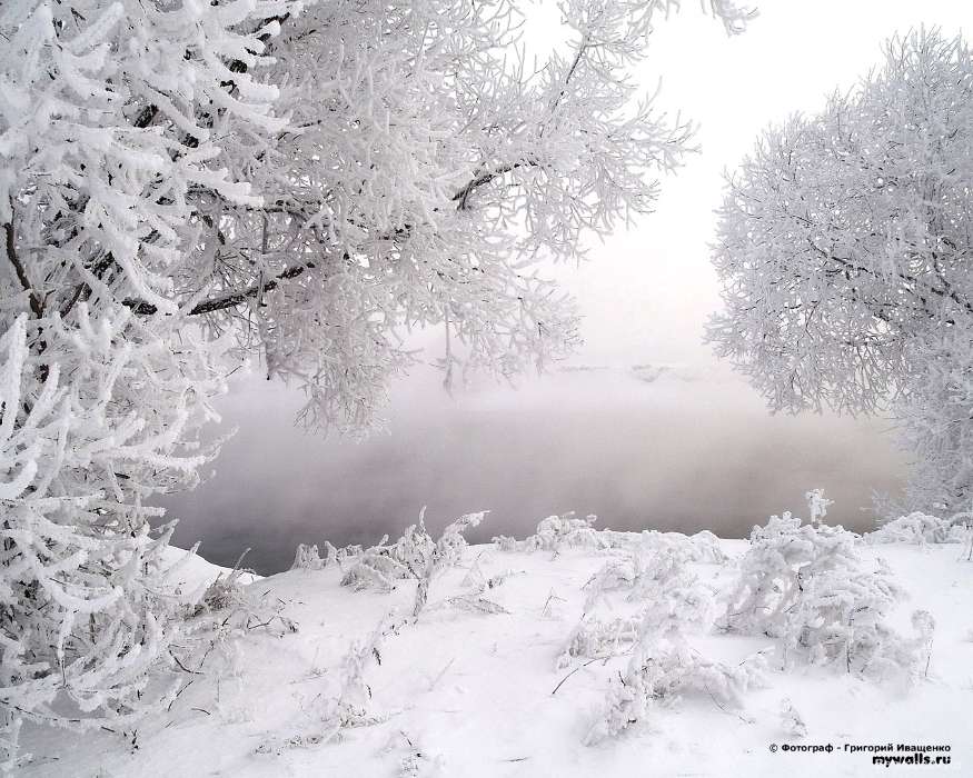 Деревья, Зима, Пейзаж, Снег