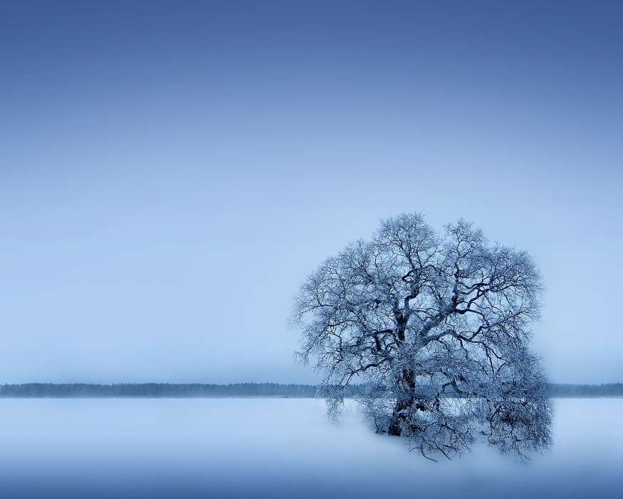 Деревья, Зима, Пейзаж