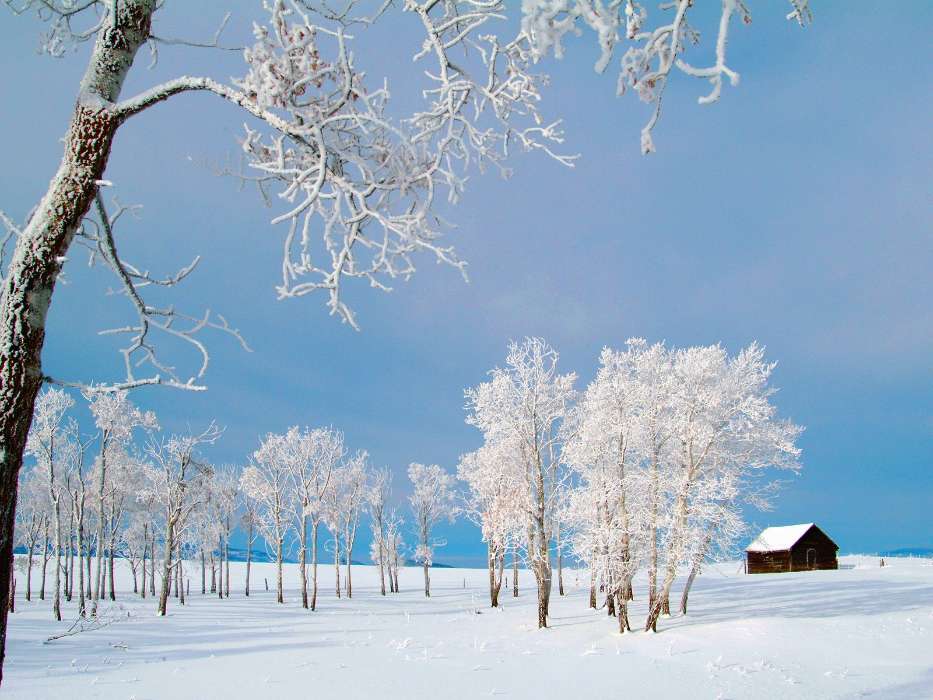 Деревья, Пейзаж, Зима