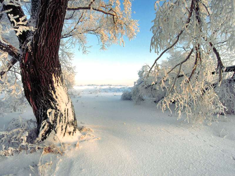 Деревья,Пейзаж,Зима