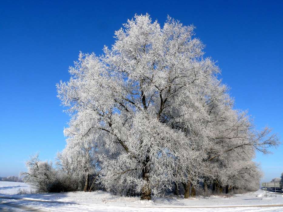 Деревья, Растения, Снег, Зима
