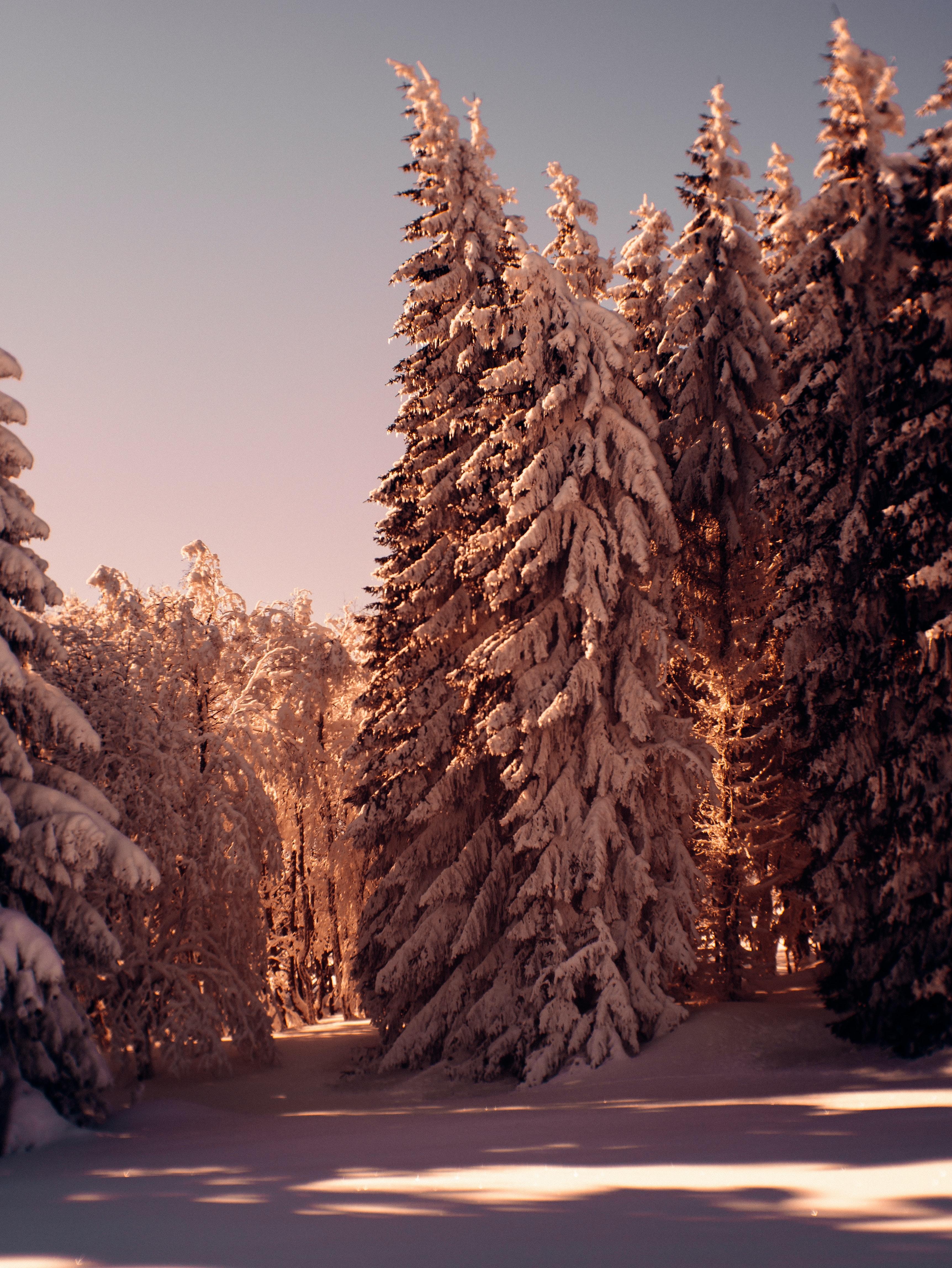 Деревья, Снег, Зима, Природа