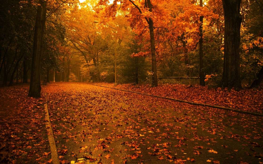 Дороги, Листья, Осень, Пейзаж