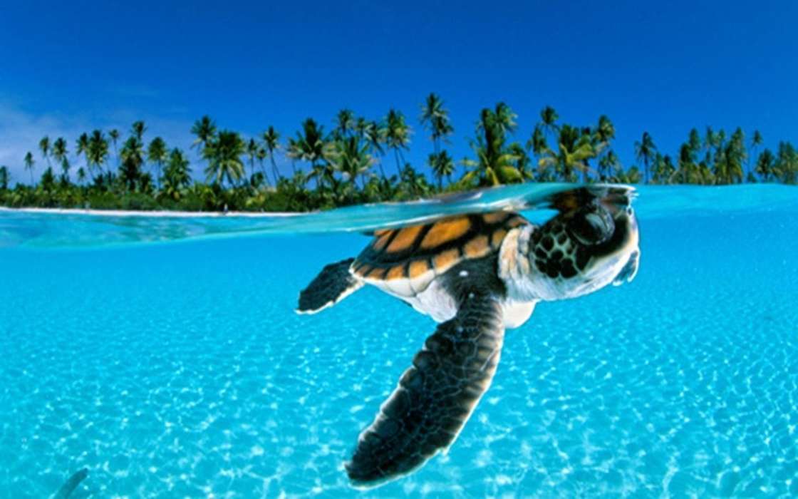 Черепахи, Море, Пальмы, Пляж, Животные