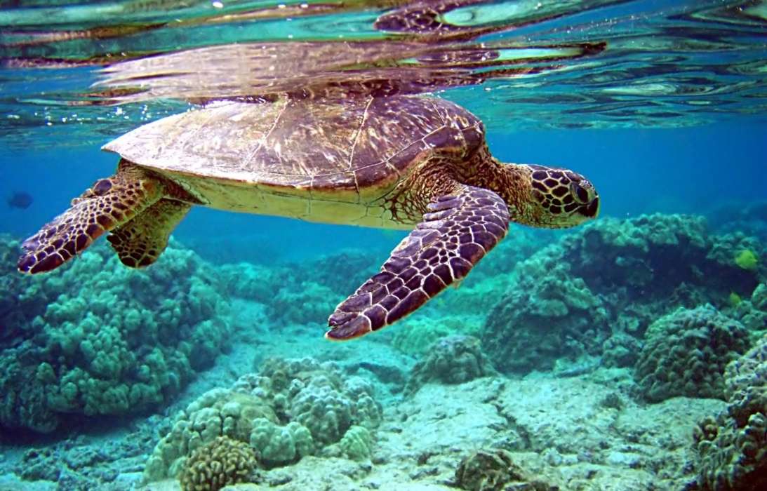 Черепахи, Море, Животные