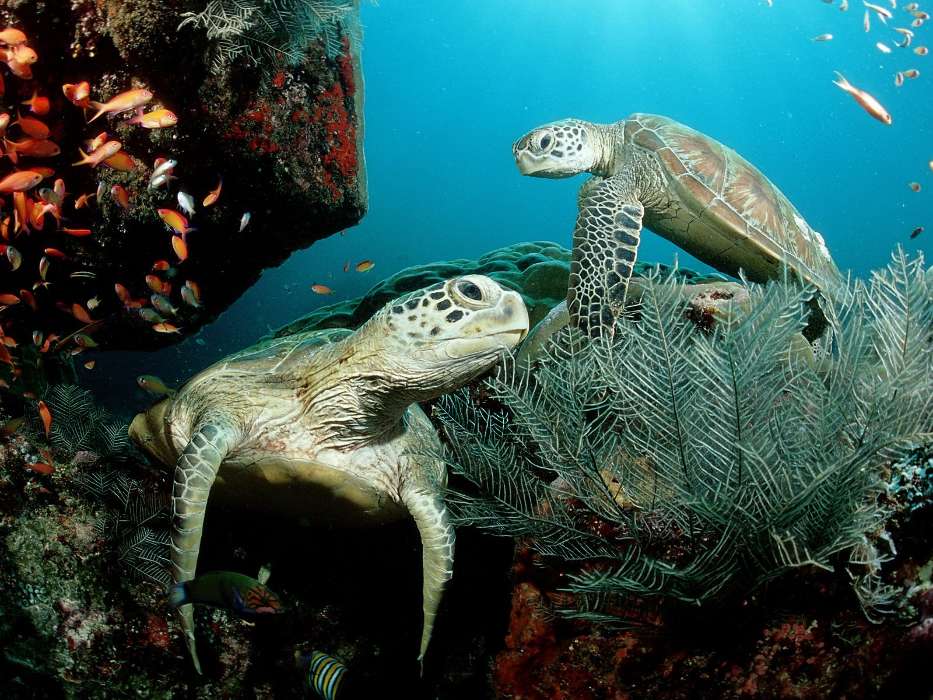 Черепахи, Море, Животные