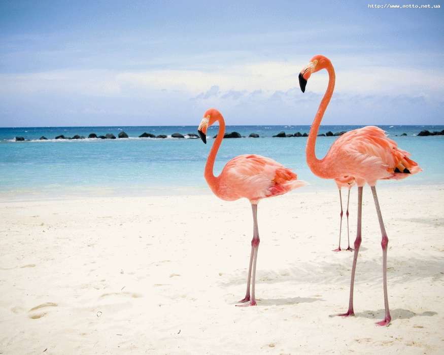 Животные, Море, Небо, Пляж, Птицы, Фламинго