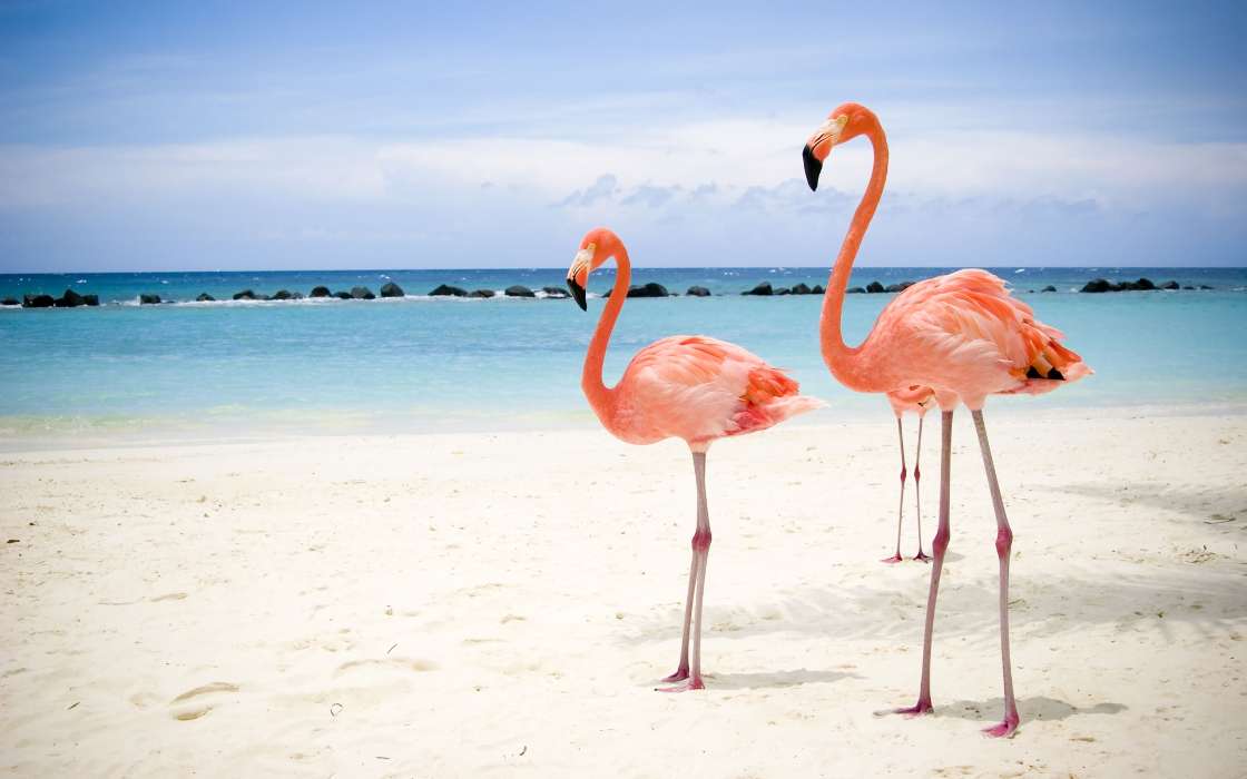 Фламинго, Море, Пляж, Птицы, Животные