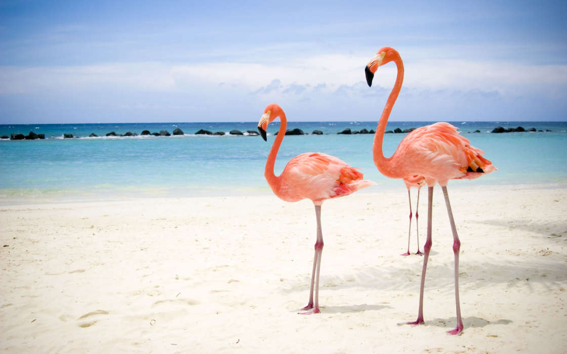 Фламинго, Пляж, Птицы, Животные