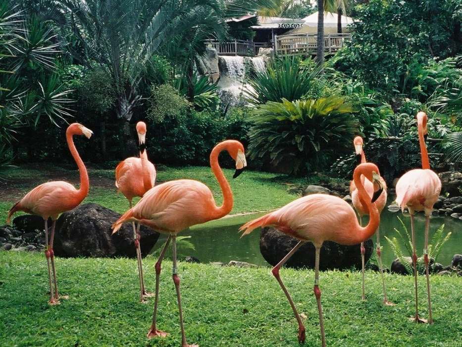Фламинго, Птицы, Животные