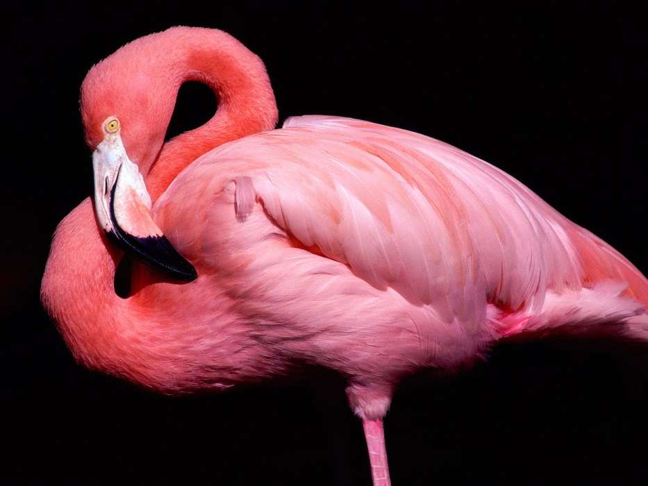 Фламинго, Птицы, Животные