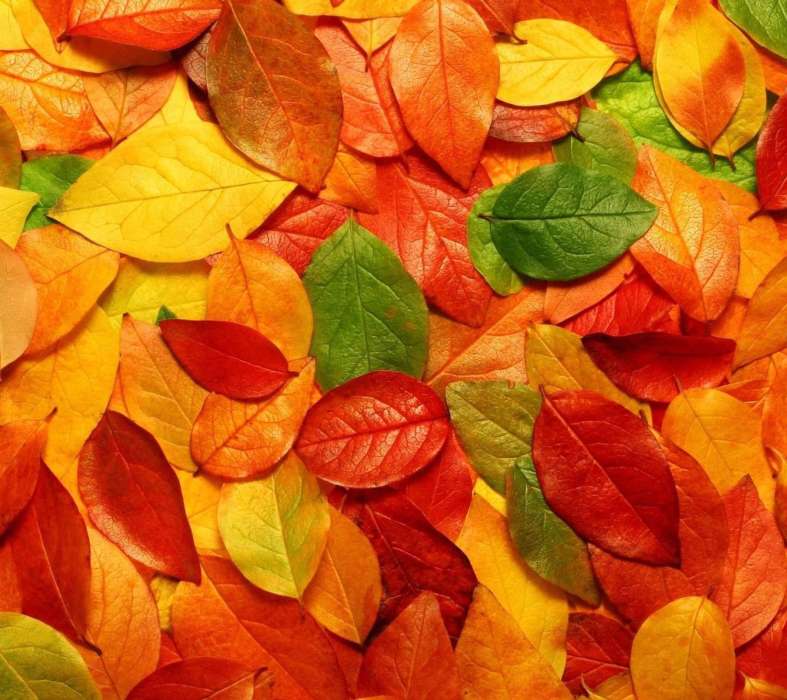 Фон, Листья, Осень