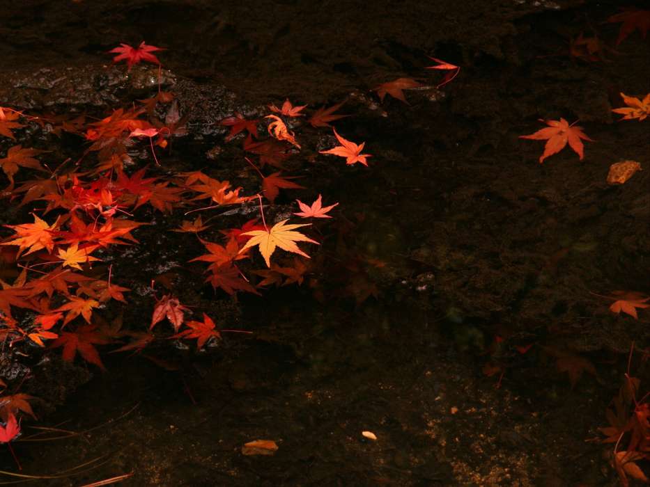 Фон,Листья,Осень