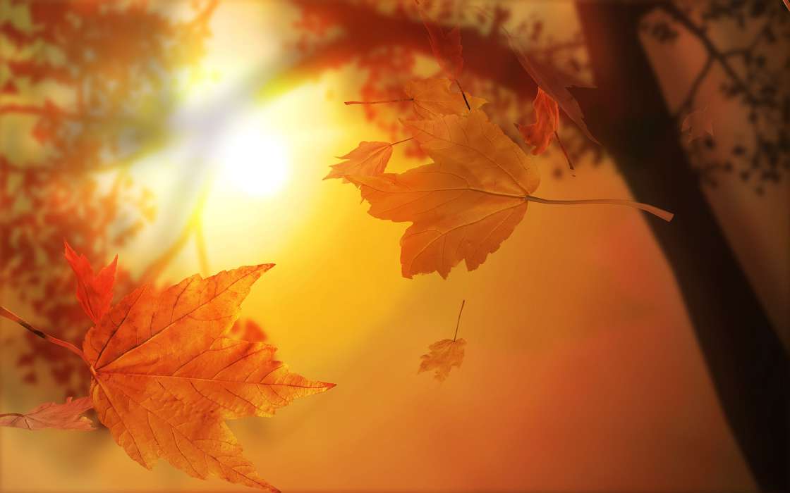 Фон,Листья,Осень