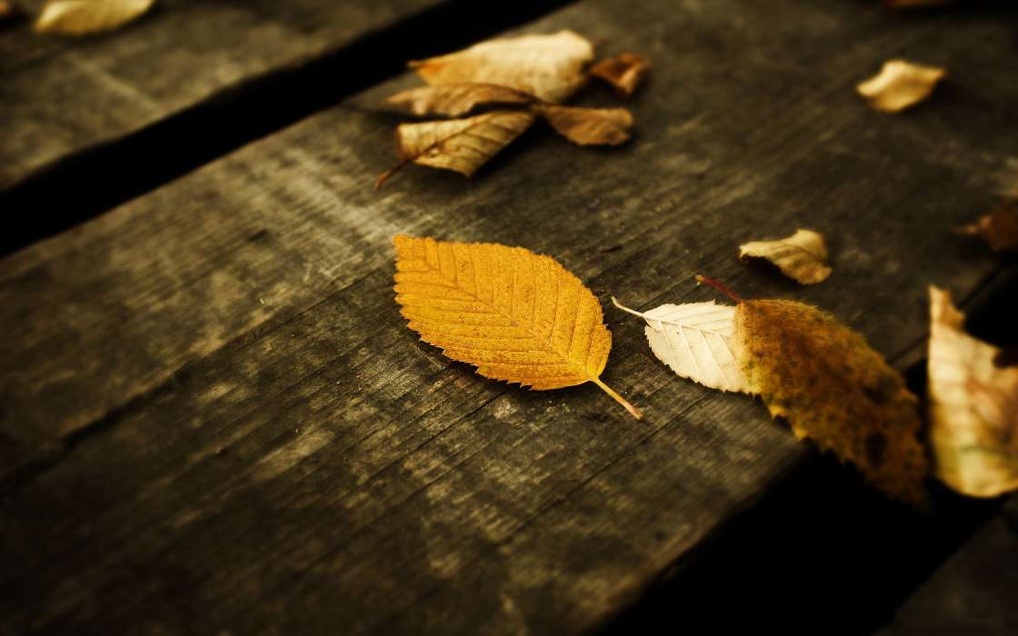Фон, Листья, Осень, Растения