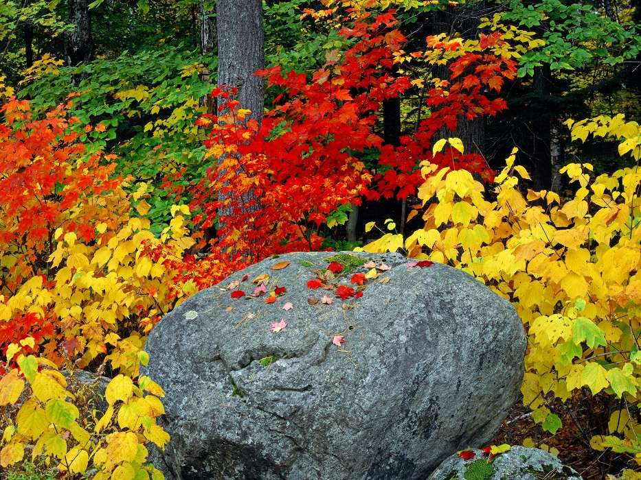 Камни, Листья, Осень, Пейзаж, Растения